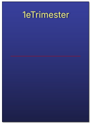 1eTrimester