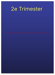 2e Trimester